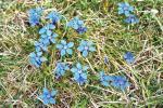 Blue Gentian flowers in the spring in the Burren&amp;#039;s limestone landscape in Co. Clare. Judy Enright photo